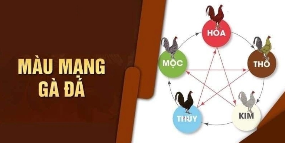 Màu Mạng Đá Gà Là Gì Và Cách Xem Chuẩn Phong Thuỷ